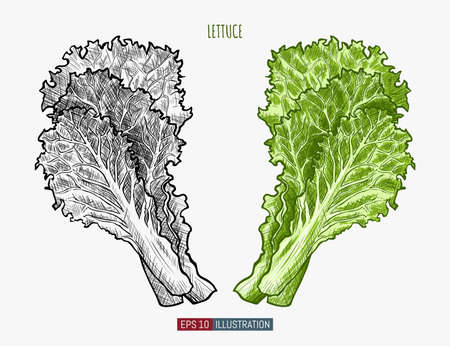 Hand drawn lettuce. Template for your design works. Engraved style vector illustration.のイラスト素材