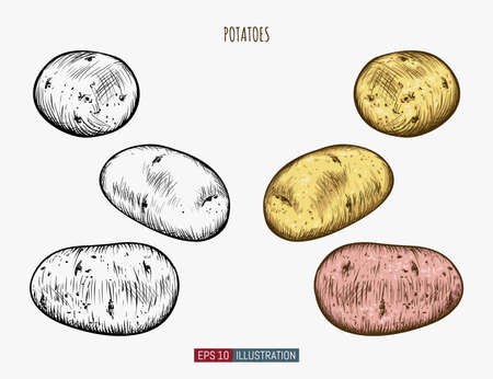 Hand drawn potato. Template for your design works. Engraved style vector illustration.のイラスト素材