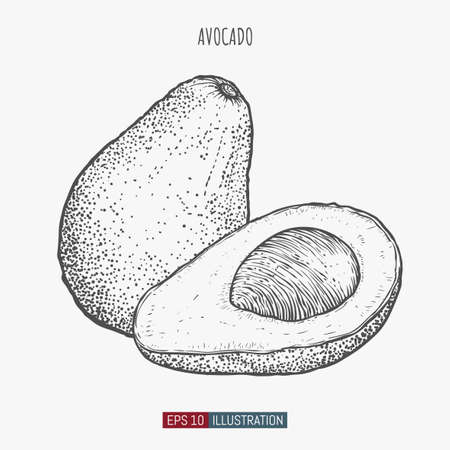 Hand drawn avocado isolated. Template for your design works. Engraved style vector illustration.のイラスト素材