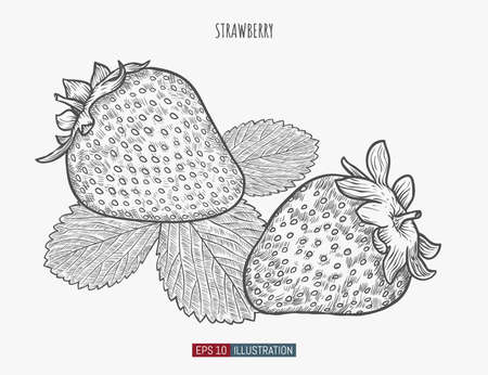 Hand drawn strawberry isolated. Template for your design works. Engraved style vector illustration.のイラスト素材