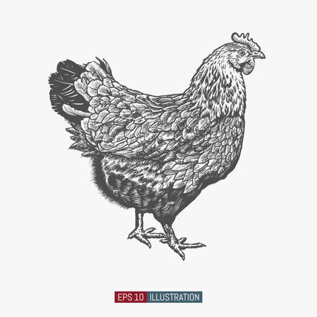 Hand drawn chicken isolated. Engraved style vector illustration. Template for your design works.のイラスト素材
