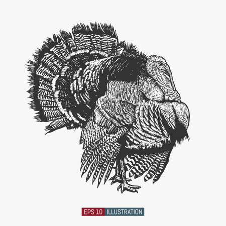 Hand drawn turkey bird isolated. Engraved style vector illustration. Template for your design works.のイラスト素材