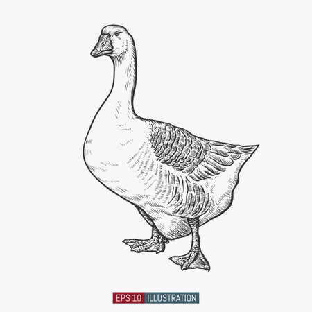 Hand drawn goose isolated. Engraved style vector illustration. Template for your design works.のイラスト素材