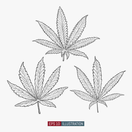 Hand drawn marijuana. Cannabis leaves isolated. Template for your design works. Engraved style vector illustration.のイラスト素材