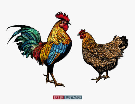 Hand drawn rooster and chicken isolated. Engraved style vector illustration. Template for your design works.のイラスト素材