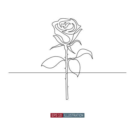 Continuous line drawing of rose flower. Template for your design works. Vector illustration.のイラスト素材