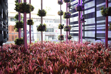 Red Leafのeditorial素材