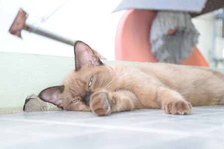 cat