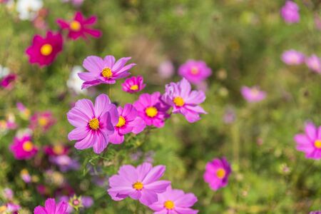 Autumn colors of Cosmos in Hitachi Seaside Parkの写真素材