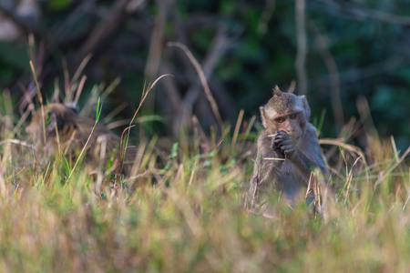 Macaque in nature habitat,Phetburi,Thailand