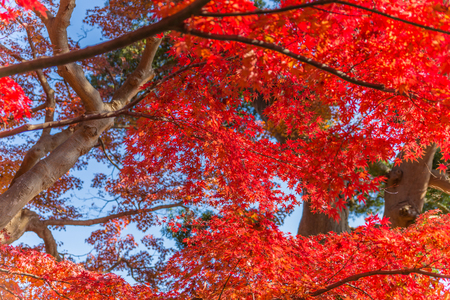 Autumn color of maple leaves in Japanの写真素材