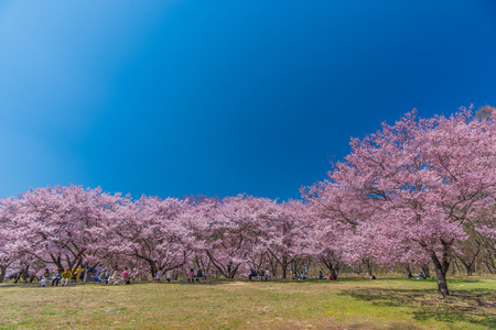 Nagano, Japan - April 14, 2014: Travelers visiting the Takato Castle Ruins Park thatlocated on a hill in Ina City of Nagano Prefecture,Japan.The spacious public park that has beautiful pink Cherry blossom in full bloom.Takato Castle Ruins Park is reputedlのeditorial素材