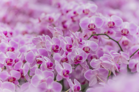 Close up of pink orchid flowersの写真素材