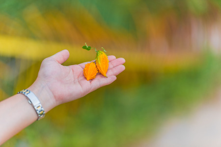 Bitter melon or momordica on handの写真素材
