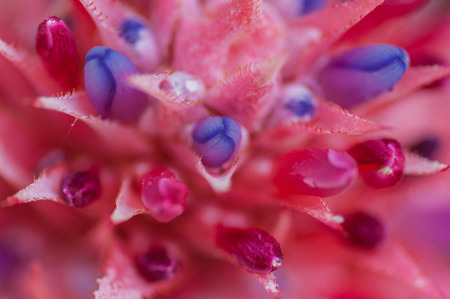 Close up of Bromeliad (Aechmea fasciata) flower.の写真素材