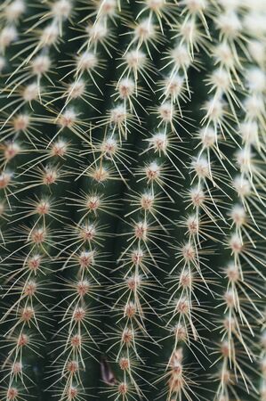 Cactus plant Close-upの写真素材