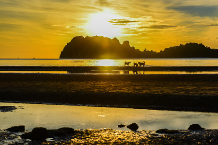 Running dog silhouette on the beachの写真素材