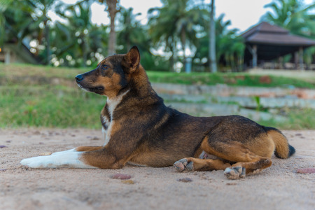 Lonely Thai dog on The beachの写真素材