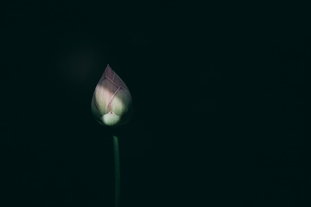 Lotus Water Lily flower for worshipの写真素材