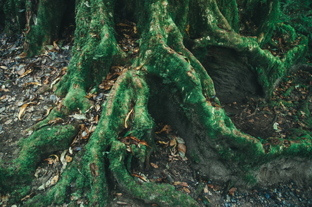 Rain forest in northern of Thailandの写真素材