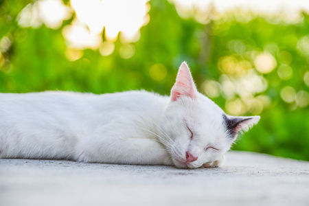 Thailand Cat reclined on floorの写真素材