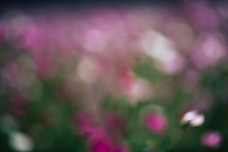 Spring abstract blurred bokeh of Cosmos flowersの写真素材