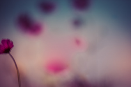 Spring abstract blurred bokeh of Cosmos flowersの写真素材