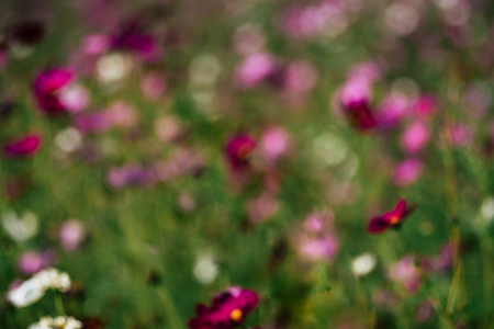 Spring abstract blurred bokeh of Cosmos flowersの写真素材