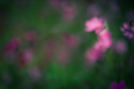 Spring abstract blurred bokeh of Cosmos flowersの写真素材