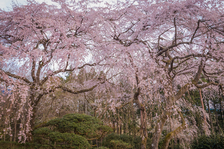 Large Weeping Cherry Tree in spring,Japanの写真素材