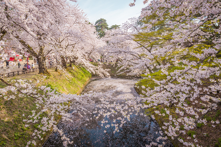 Aomori, Japan - April 28, 2014: Travelers visiting the Hirosaki Castle Park.The spacious public park that has beautiful pink Cherry blossom in full bloom.のeditorial素材