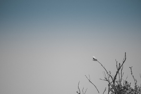 Single bird sitting on branchの写真素材