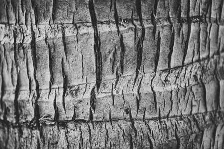 Coconut plam tree texture backgroundの写真素材
