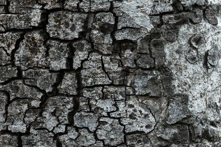 Bark of plane tree