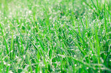 Early morning dew on green grassの写真素材