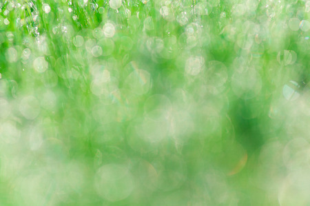 Early morning dew on green grassの写真素材