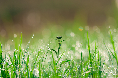 Early morning dew on green grassの写真素材