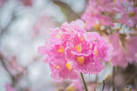 Pink Tabebuia rosea flower blooming in spring.の写真素材
