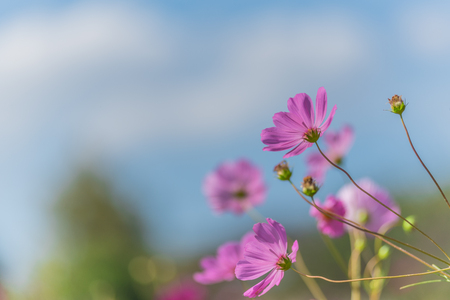 Pink cosmos flower fieldsの写真素材