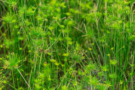 Green leaves wall backgroundの写真素材