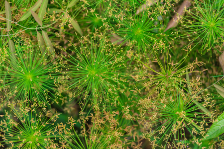 Green leaves wall backgroundの写真素材