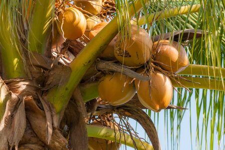 Coconuts on the treeの写真素材