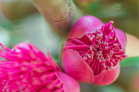 Rose apples flower on tree. (Syzygium malaccense)の写真素材
