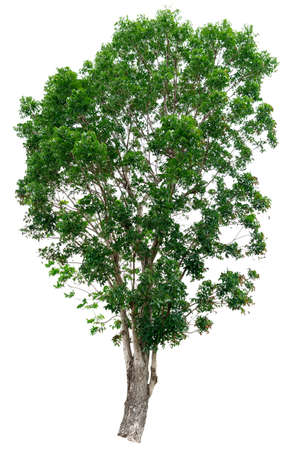Green tree isolated on white background.の写真素材