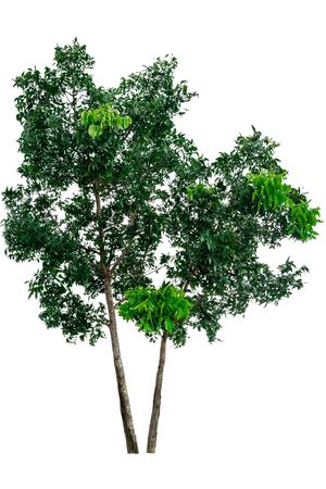 Green tree isolated on white background.の写真素材