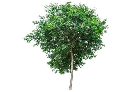 Green tree isolated on white background.の写真素材