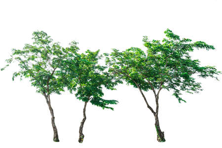 Three green tree  isolated on white background.の写真素材