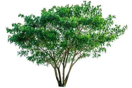 Green tree isolated on white background.の写真素材