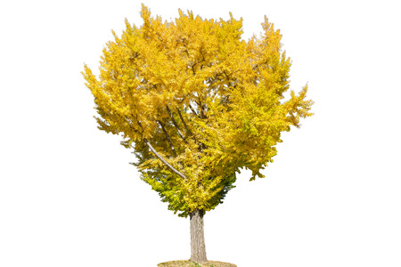 Yellow color of Ginkgo tree isolated on white background.の写真素材