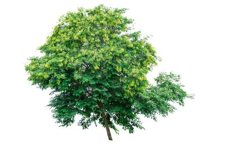 Green tree isolated on white background.の写真素材